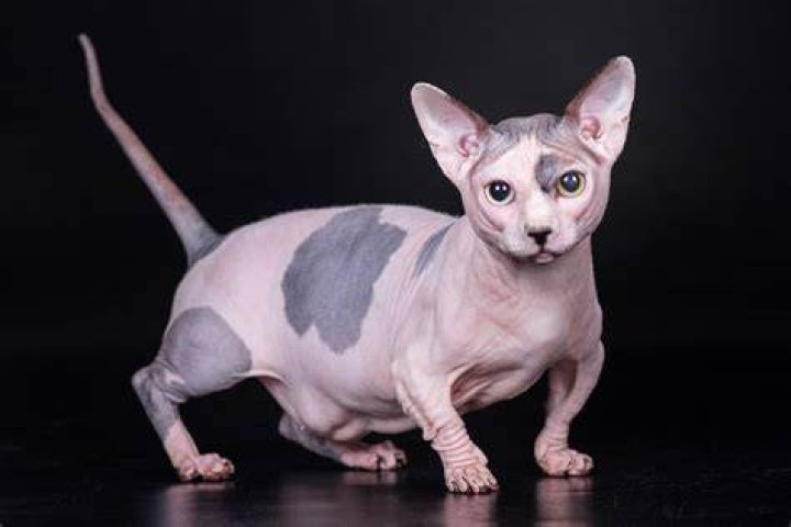 Bambino Cat: The Unique and Adorable Hairless Breed